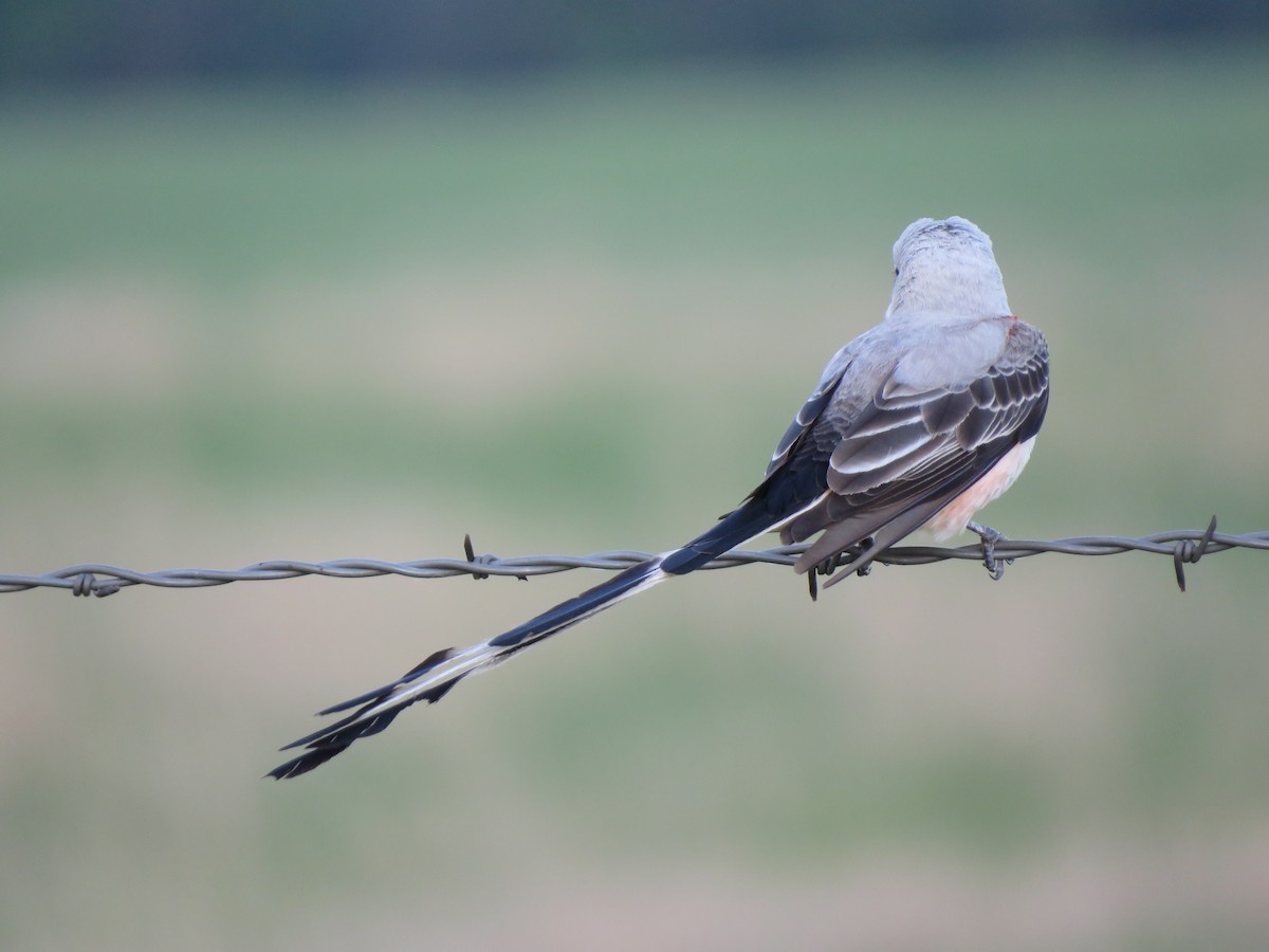 Scissor-tailed Flycatcher - Lisa Hoffman