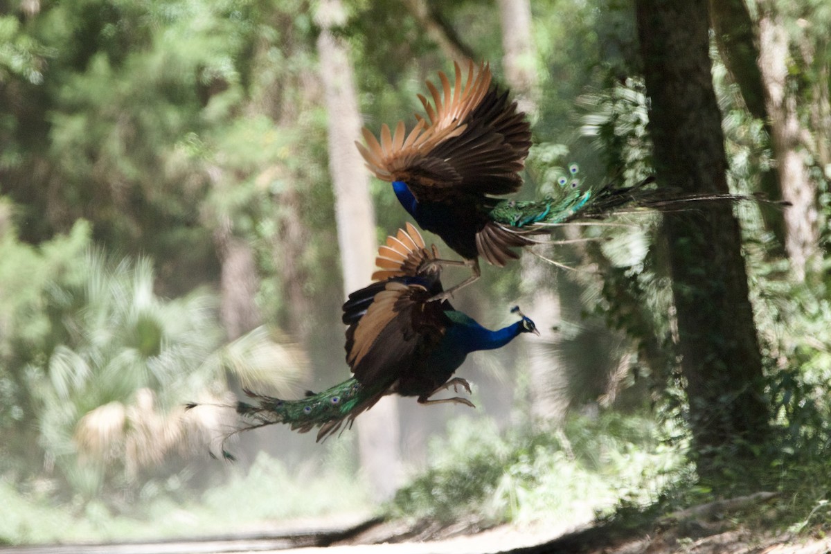 Indian Peafowl - Jessica D