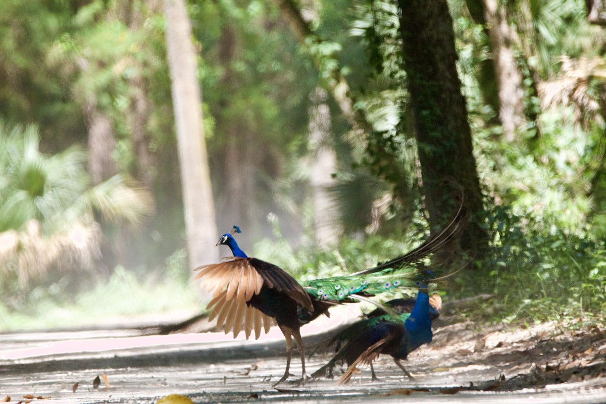 Indian Peafowl - Jessica D