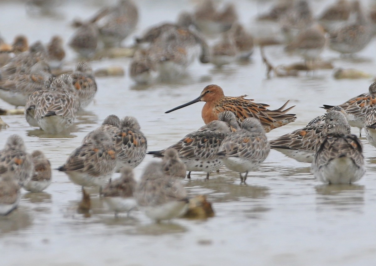 Asian Dowitcher - 浙江 重要鸟讯汇整