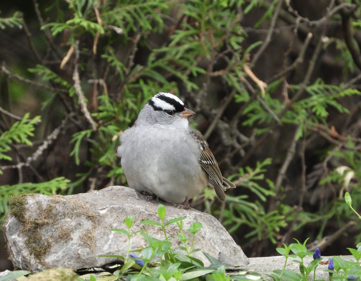 White-crowned Sparrow - Suzie Bergeron