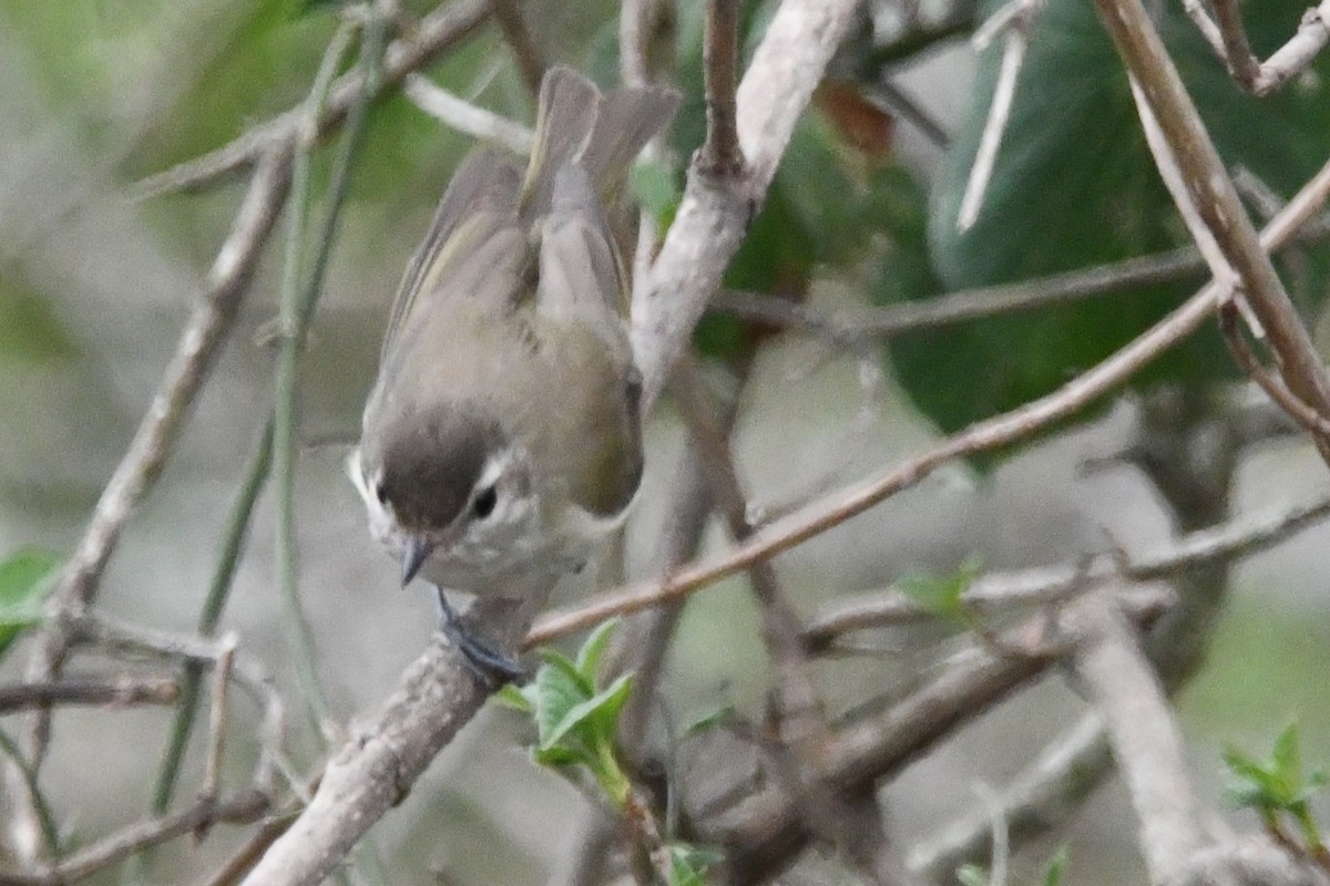 Brown-capped Vireo - ML619108037