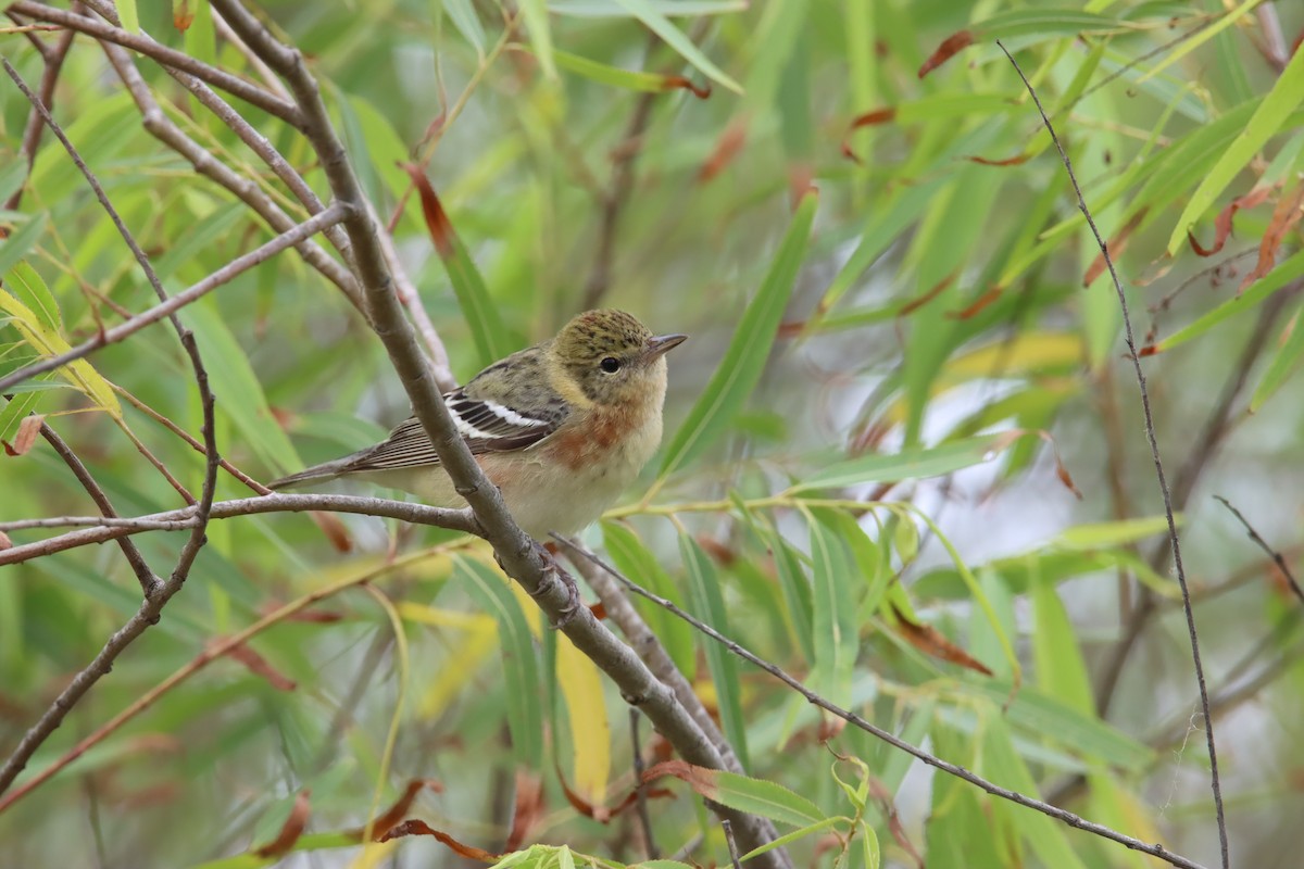 Bay-breasted Warbler - Tim Junker