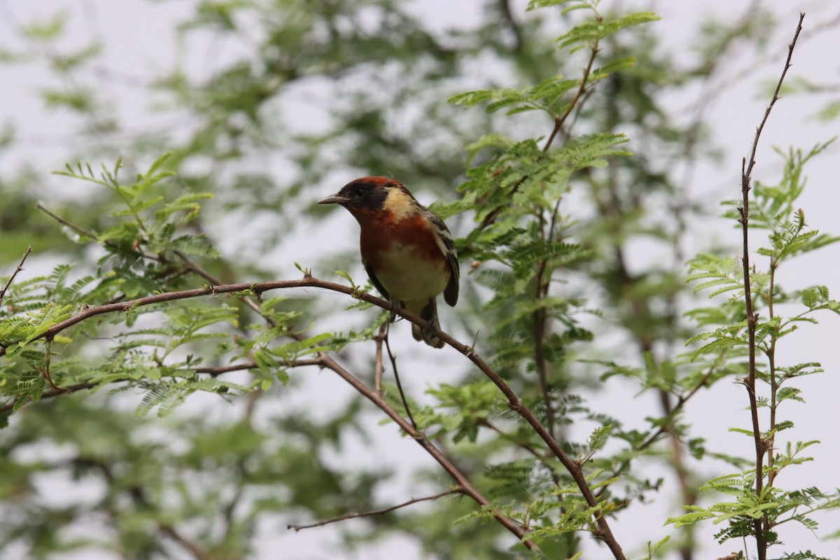 Bay-breasted Warbler - Tim Junker