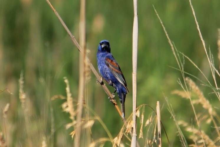 Blue Grosbeak - Tim Carney