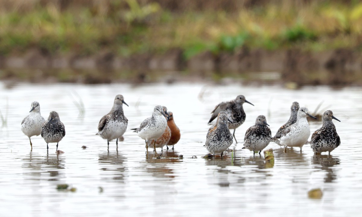 Nordmann's Greenshank - ML619108045