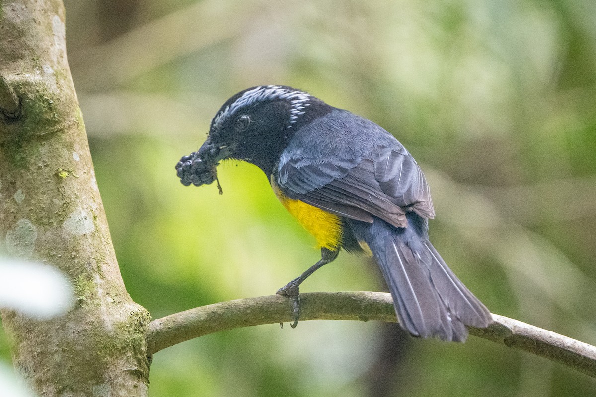 Buff-breasted Mountain Tanager (Buff-breasted) - Hanna Zhao