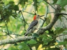 Red-bellied Woodpecker - Tim Carney
