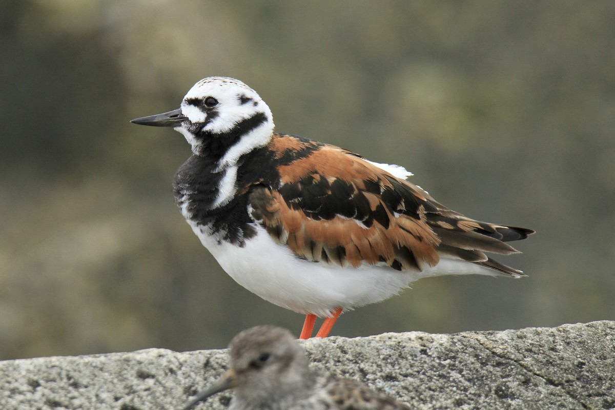 Ruddy Turnstone - Evan Knudsen