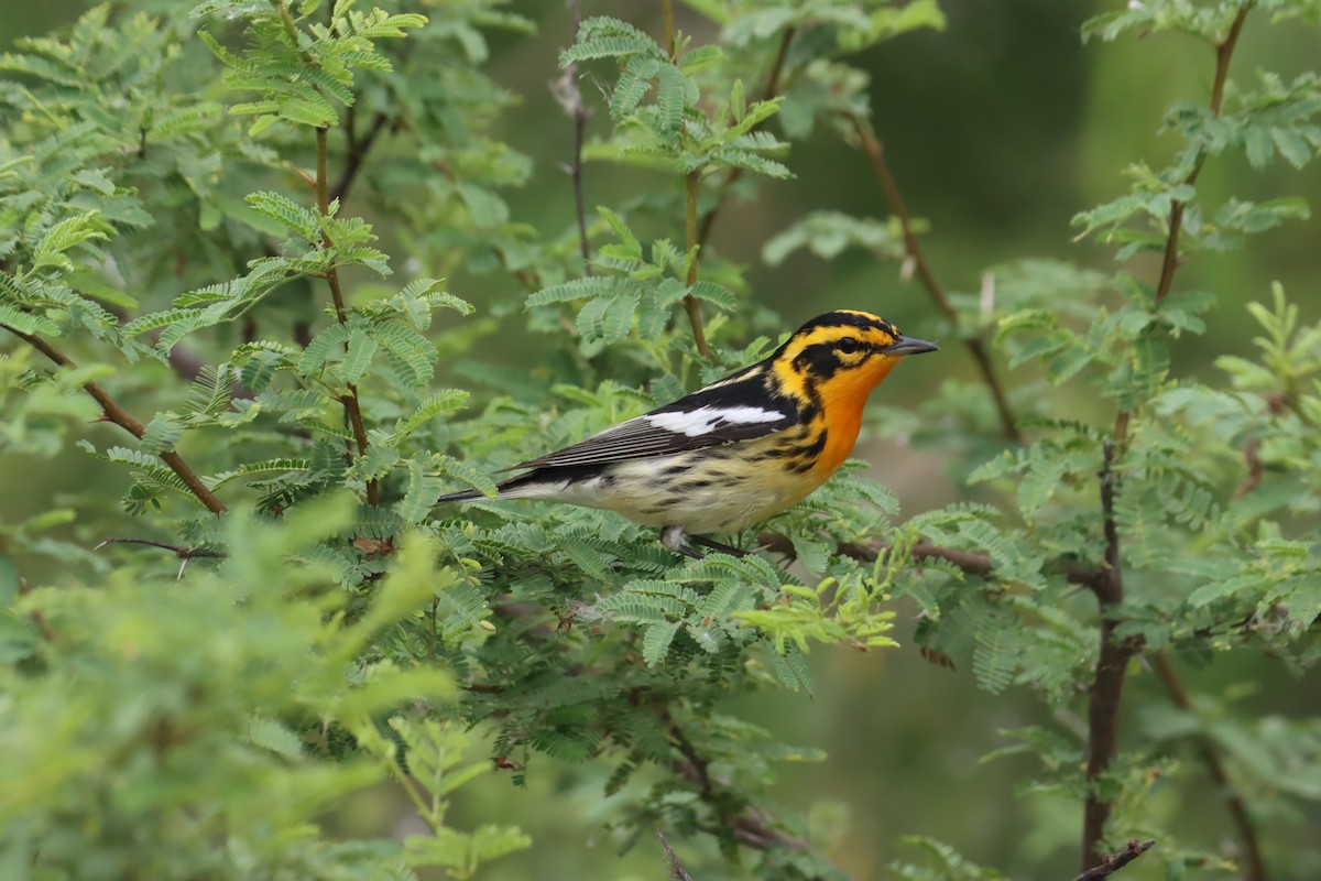 Blackburnian Warbler - Tim Junker