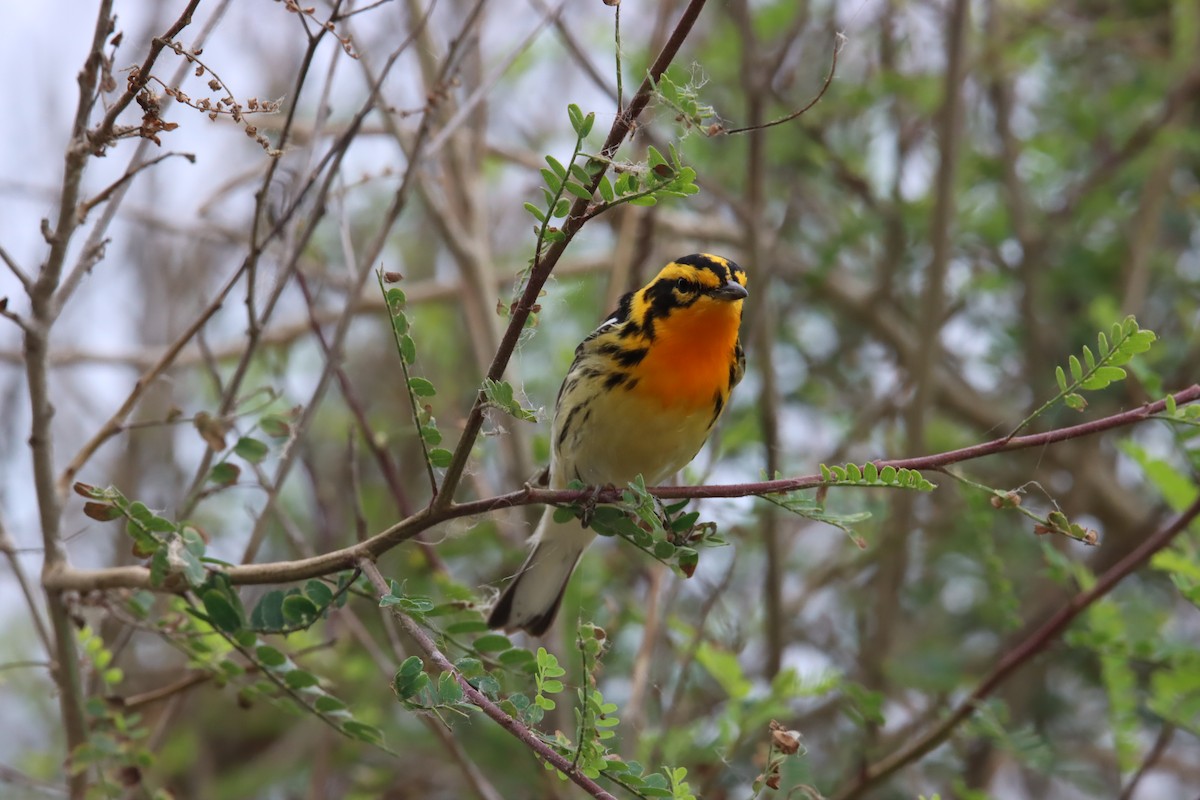 Blackburnian Warbler - Tim Junker