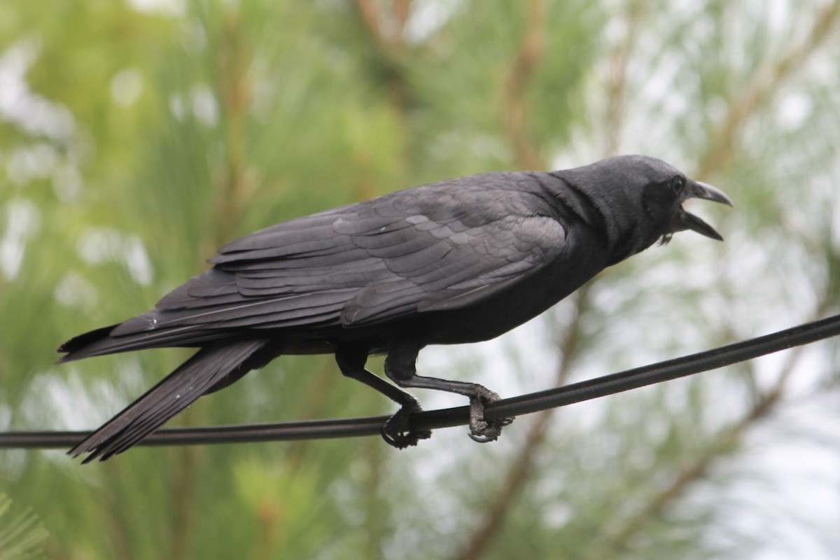 Fish Crow - ML619108072