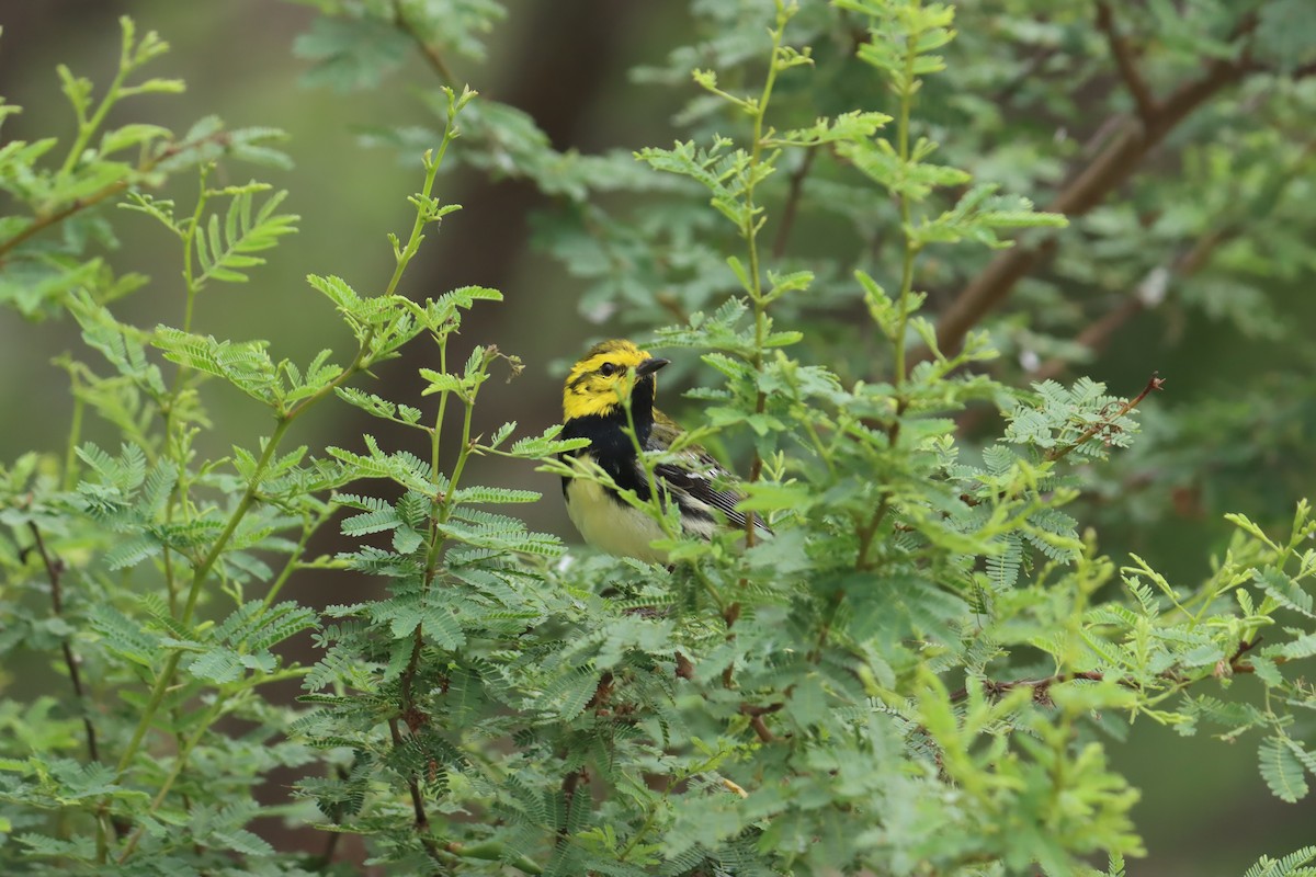 Black-throated Green Warbler - Tim Junker