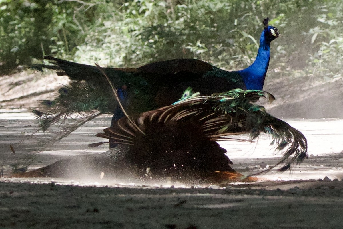 Indian Peafowl - Jessica D