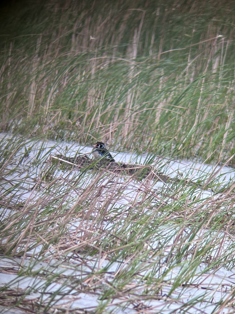 Wood Duck - C Schneck