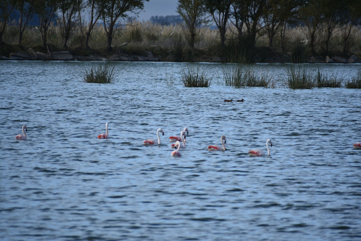 Chilean Flamingo - Fernanda Ferrari