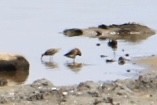 Short-billed Dowitcher (hendersoni) - Tim Carney