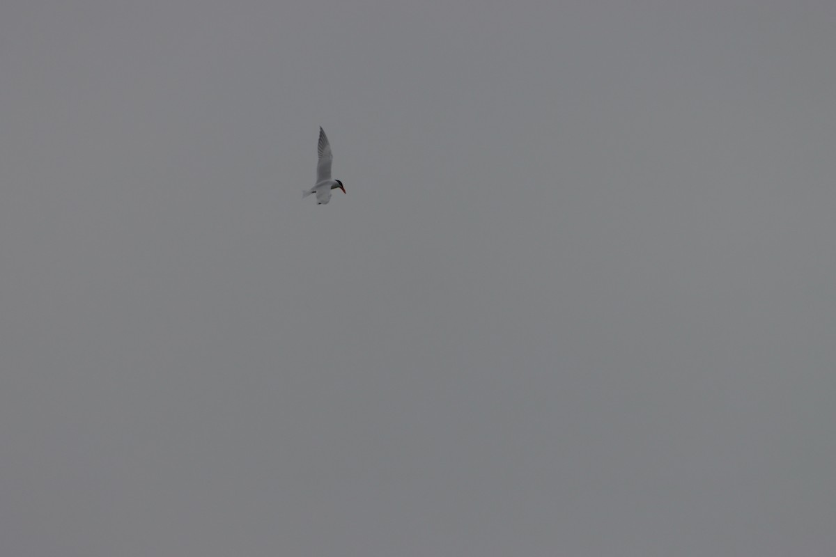 Caspian Tern - C Schneck