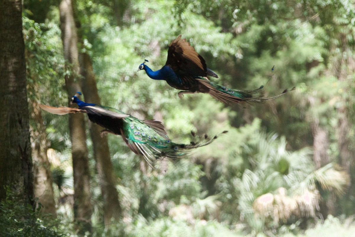 Indian Peafowl - Jessica D