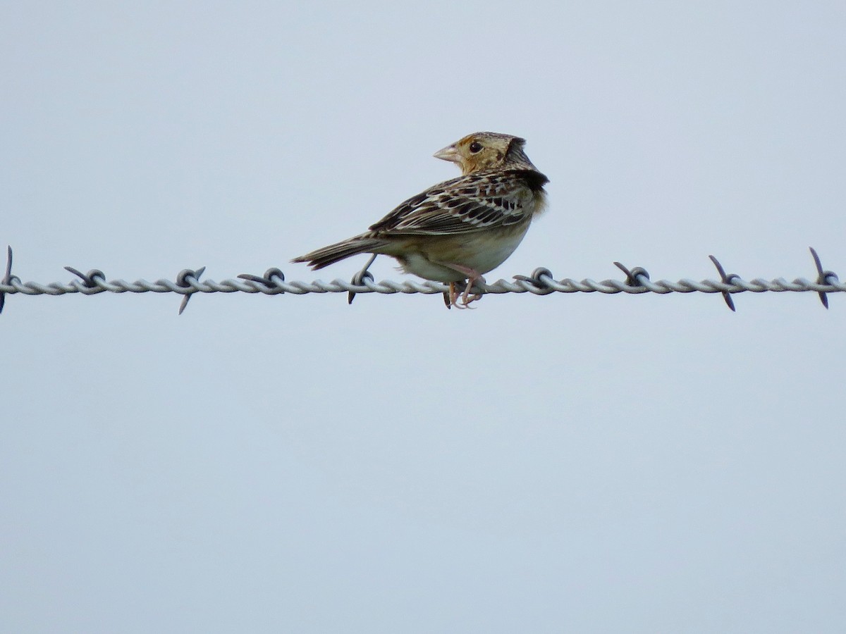 Grasshopper Sparrow - Lisa Hoffman
