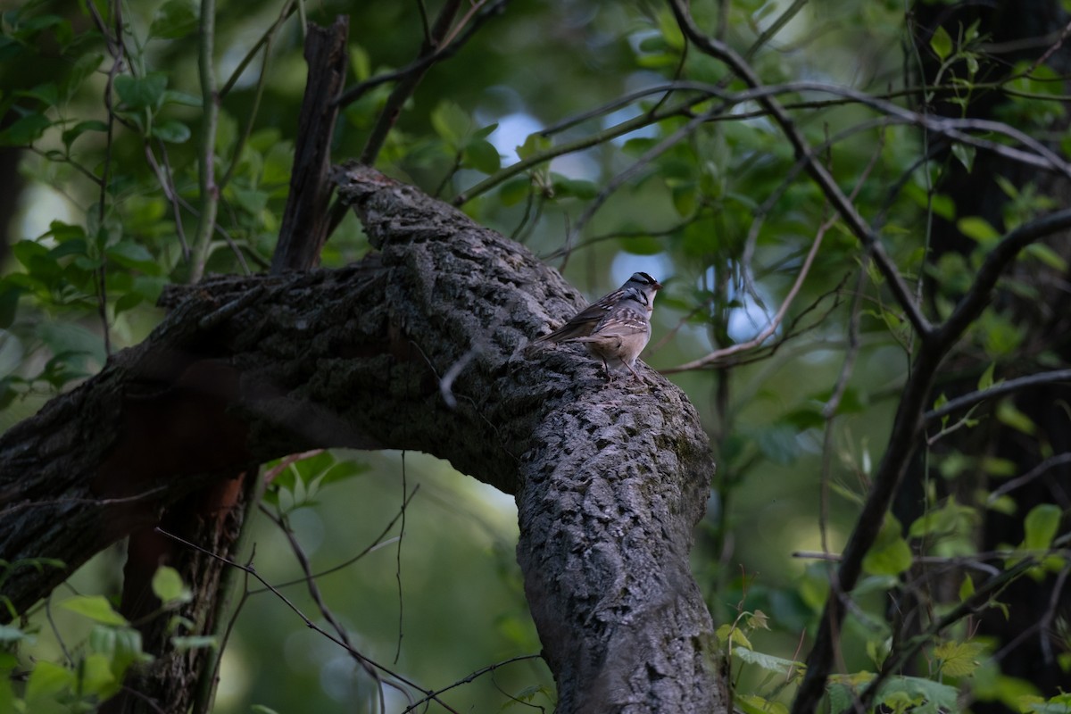 White-crowned Sparrow - Tom Crowe