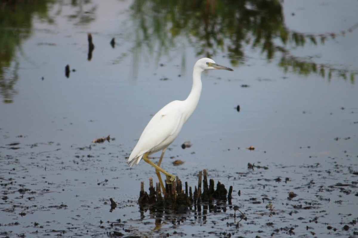 Little Blue Heron - Tim Carney