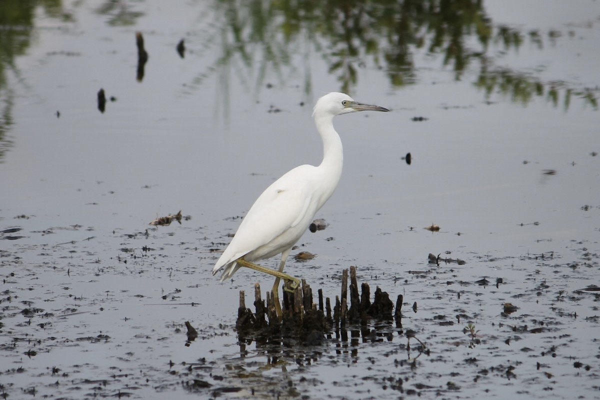 Little Blue Heron - Tim Carney