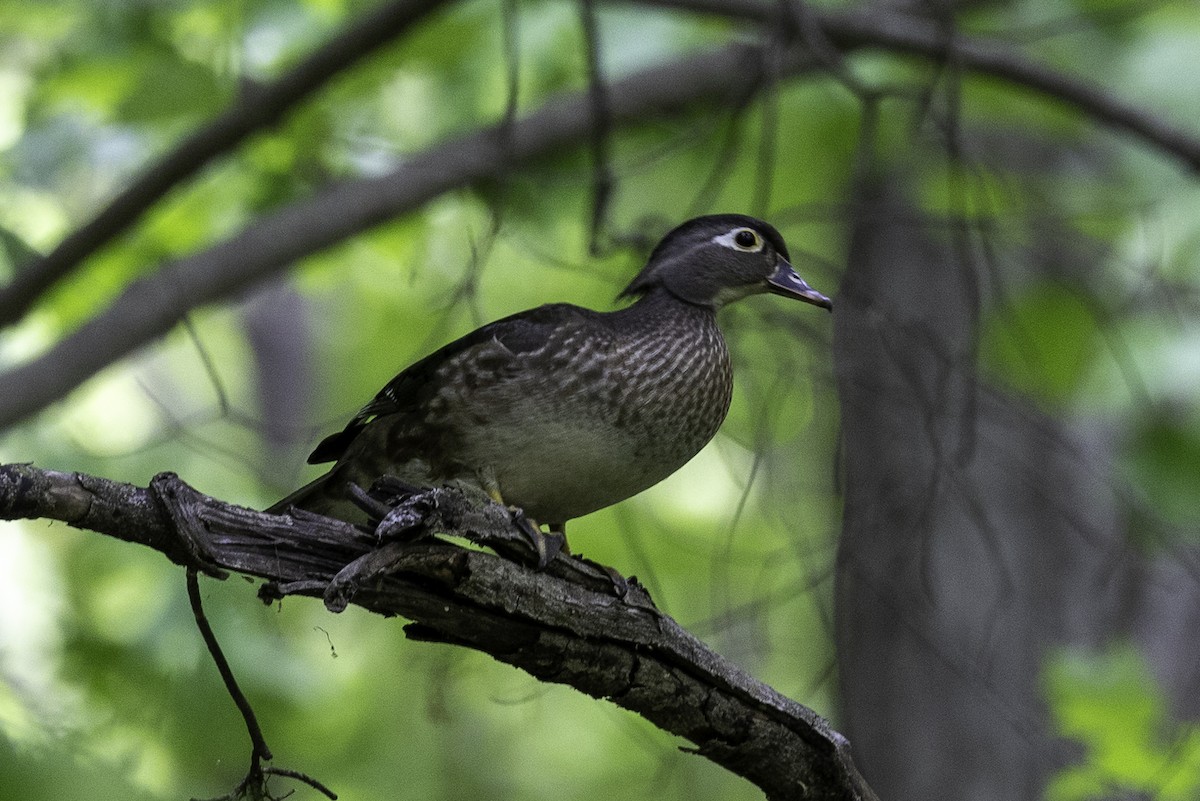 Wood Duck - Else Karlsen