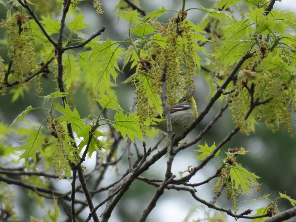 Northern Parula - Tania Mohacsi