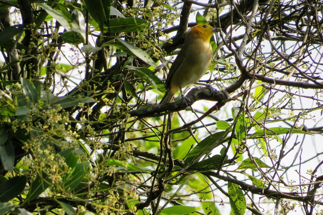 Orange-headed Tanager - André Tostes Tostes