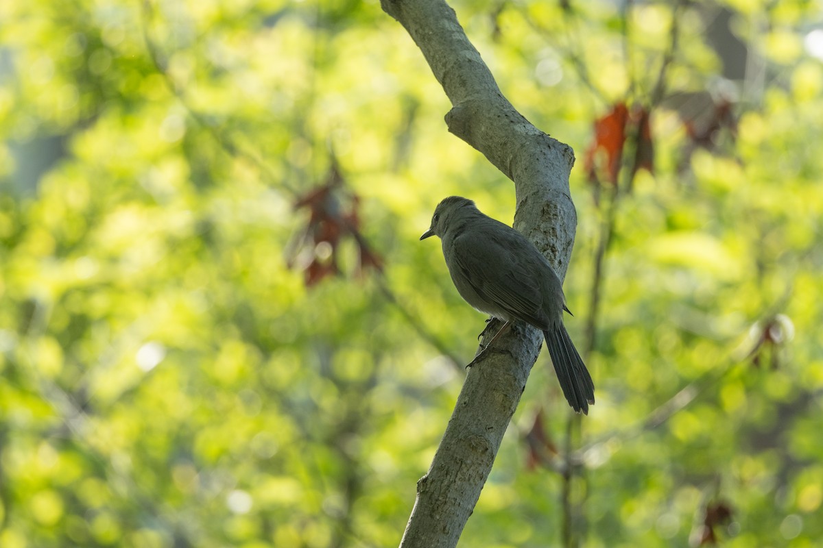 Gray Catbird - Tom Crowe