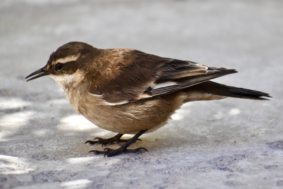 Cream-winged Cinclodes - Eduardo Sanhueza Mendez