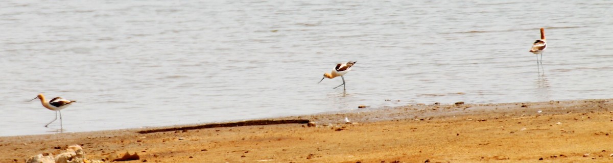 American Avocet - Tim Carney