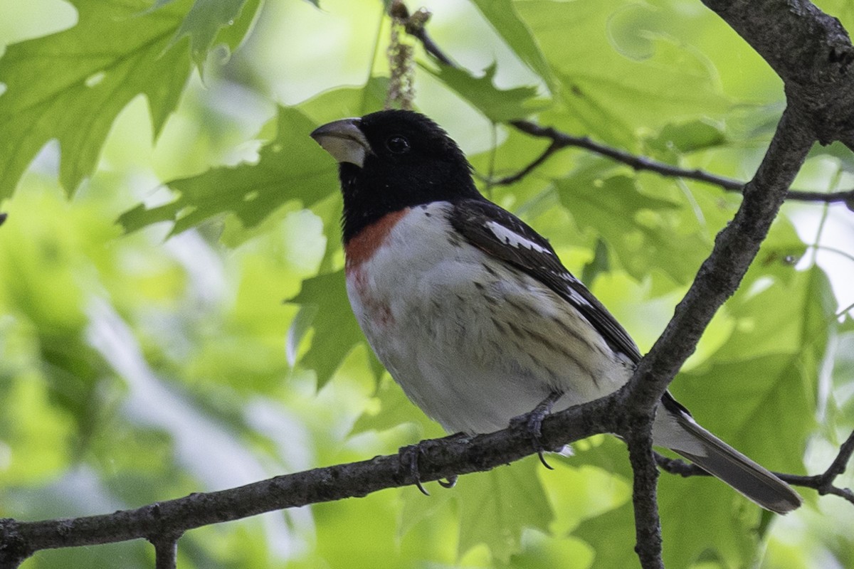 Rose-breasted Grosbeak - Else Karlsen