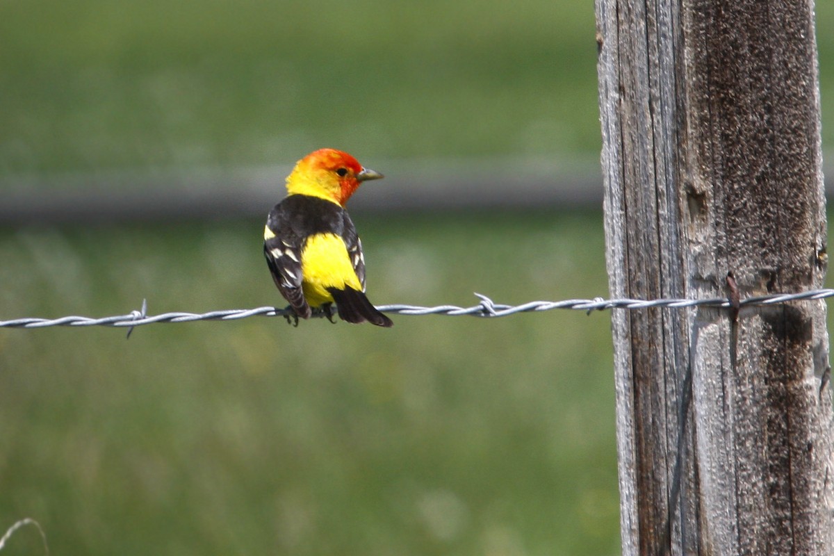 Western Tanager - William Clark