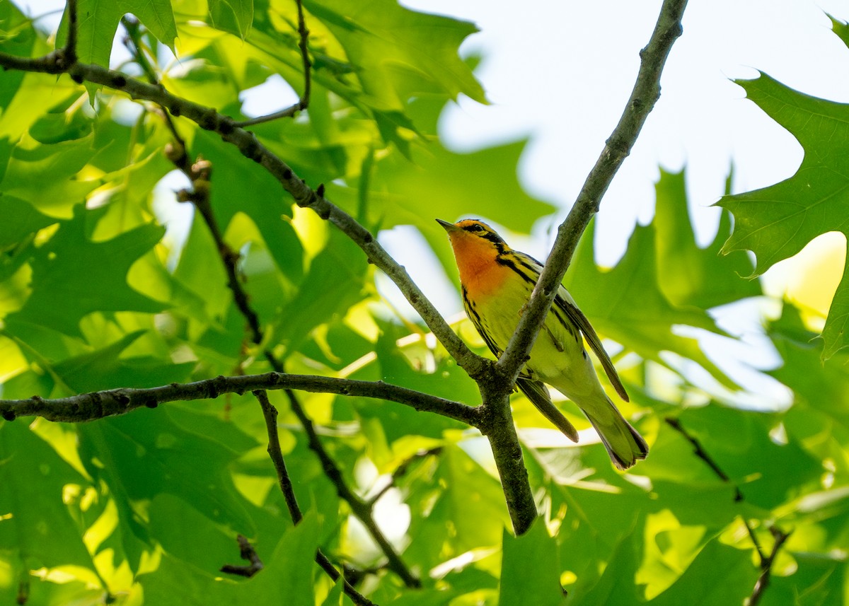 Blackburnian Warbler - Dori Eldridge
