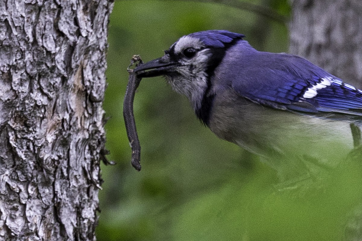 Blue Jay - Else Karlsen