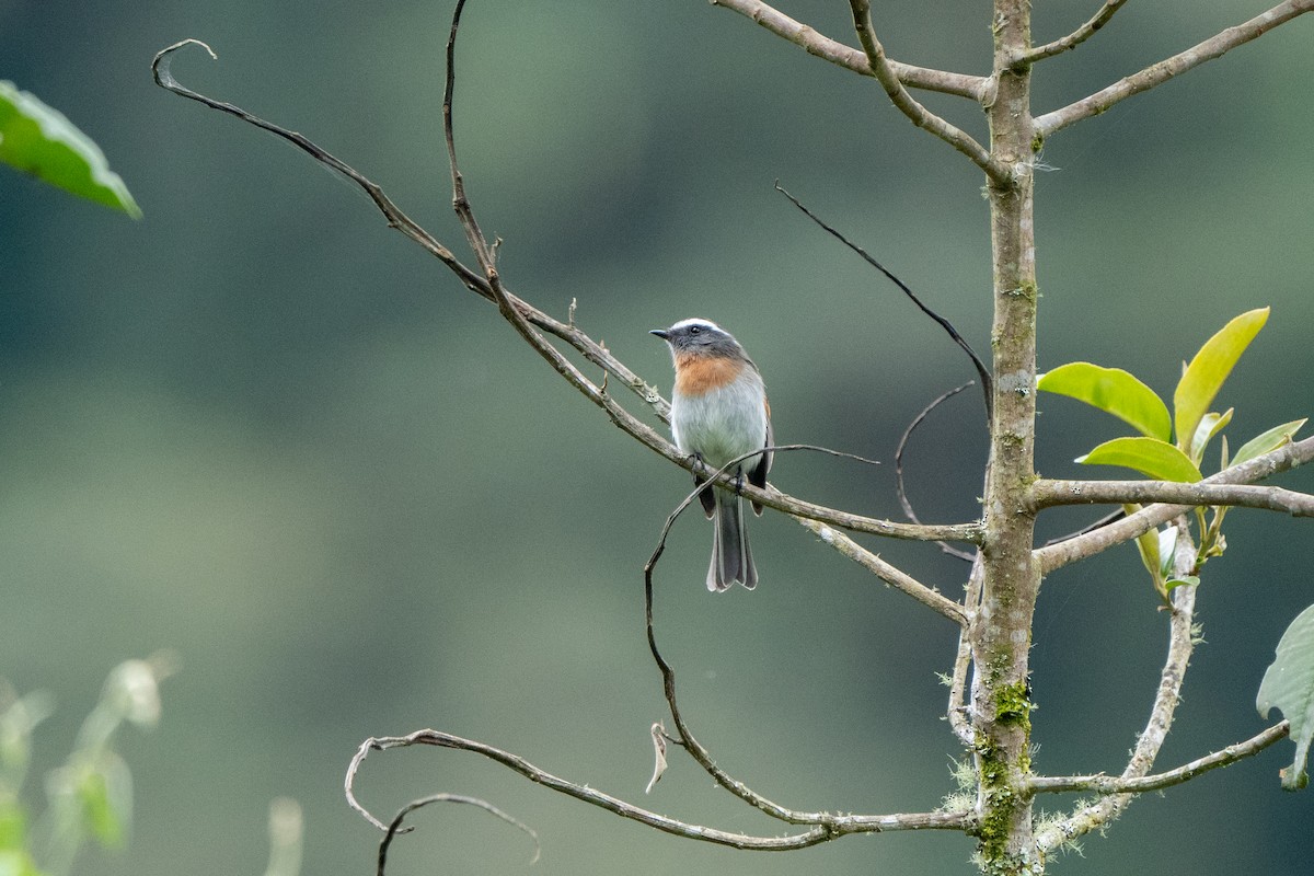 Rufous-breasted Chat-Tyrant - Hanna Zhao