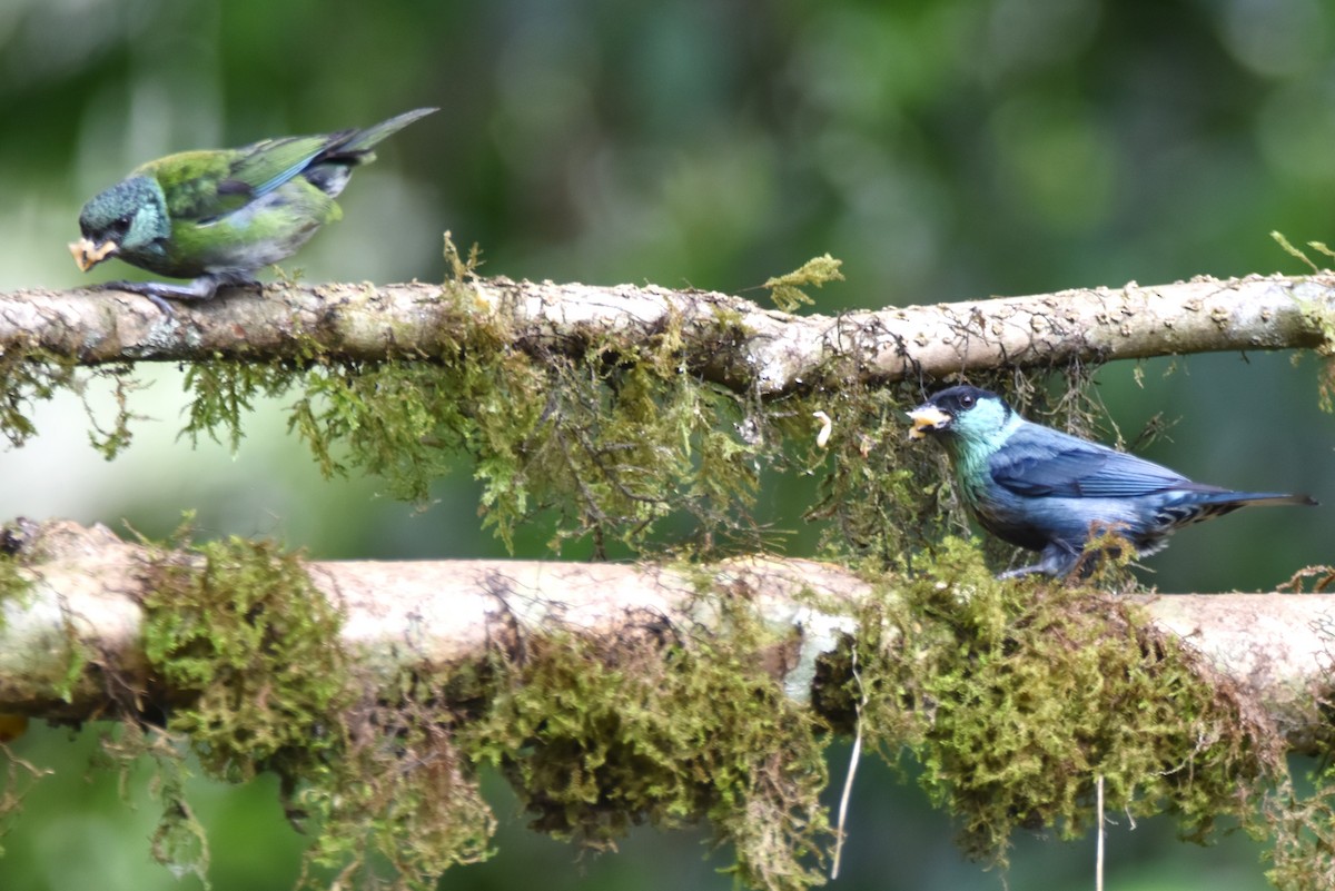 Black-capped Tanager - irina shulgina