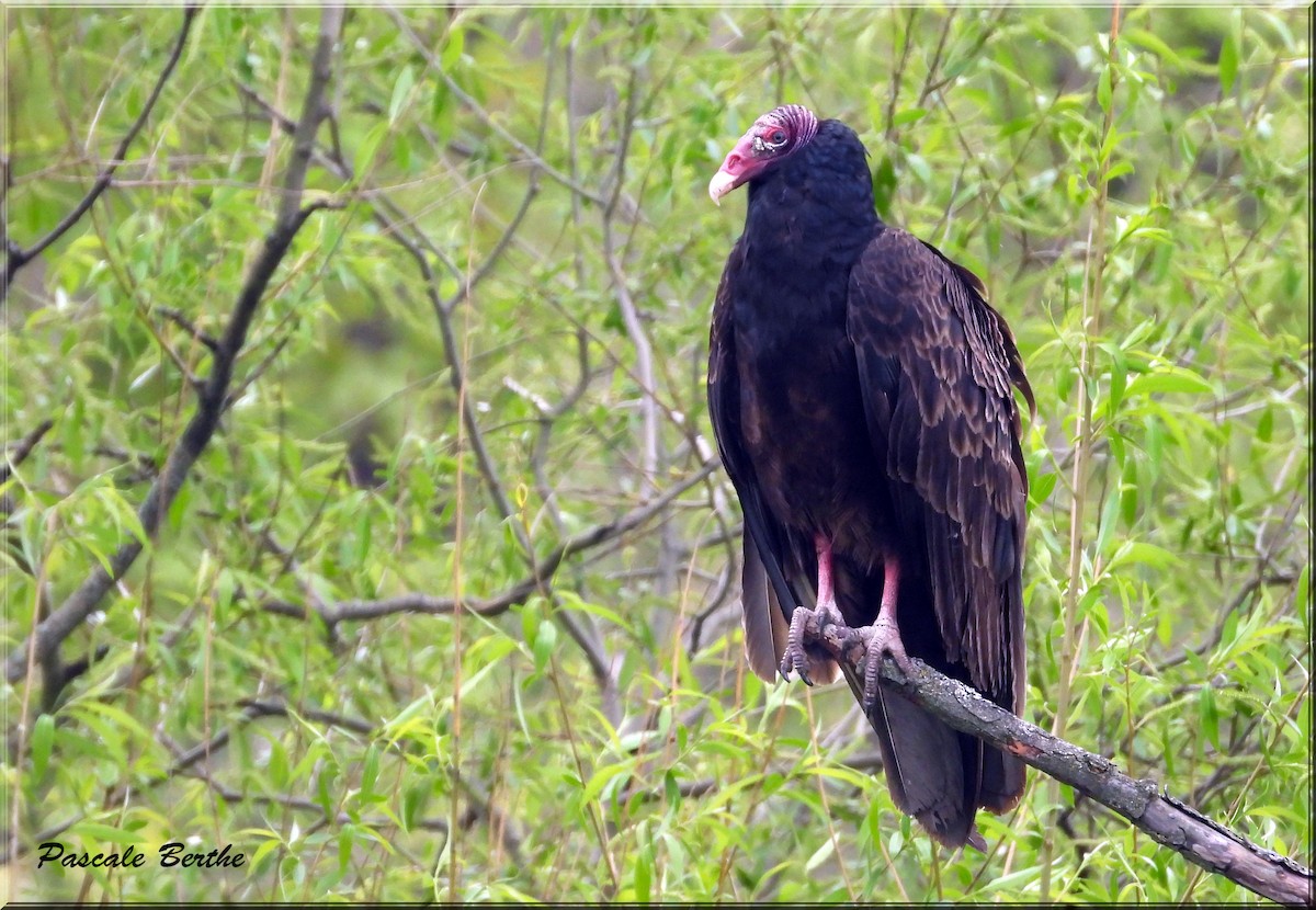 Turkey Vulture - Pascale Berthe