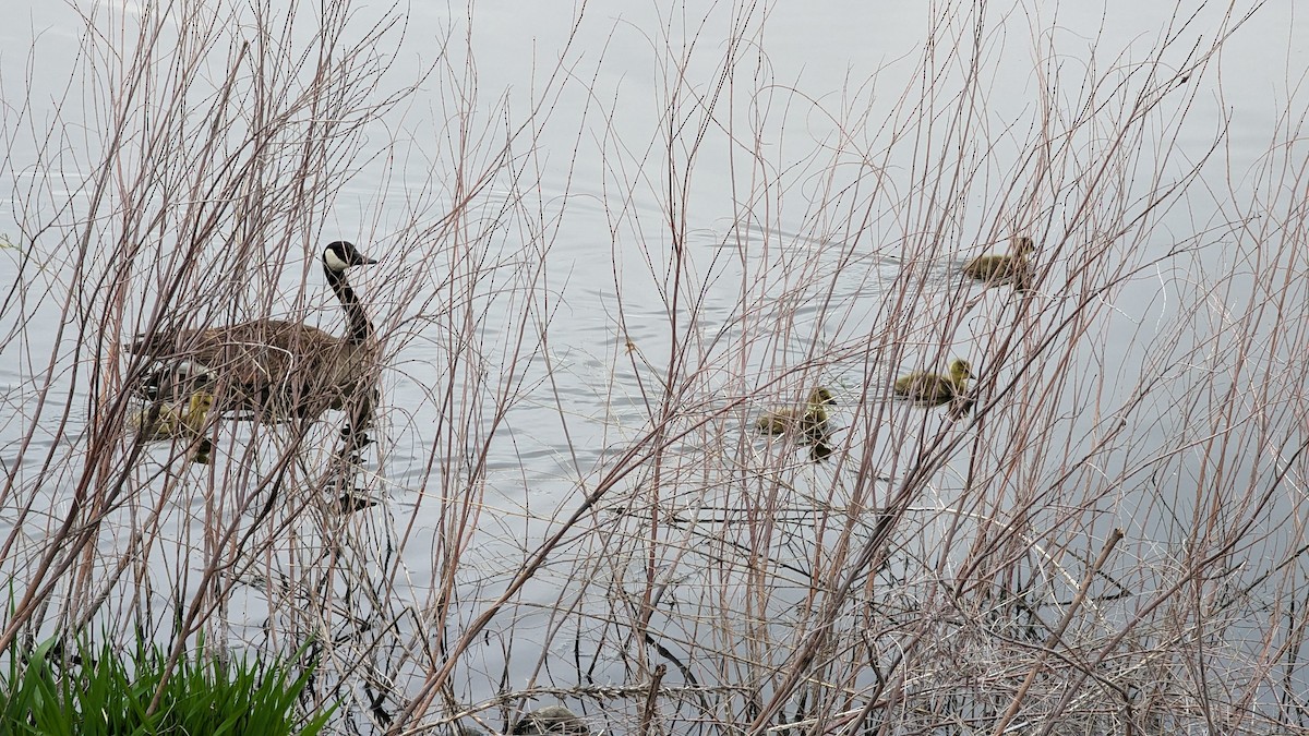 Canada Goose - ML619108273