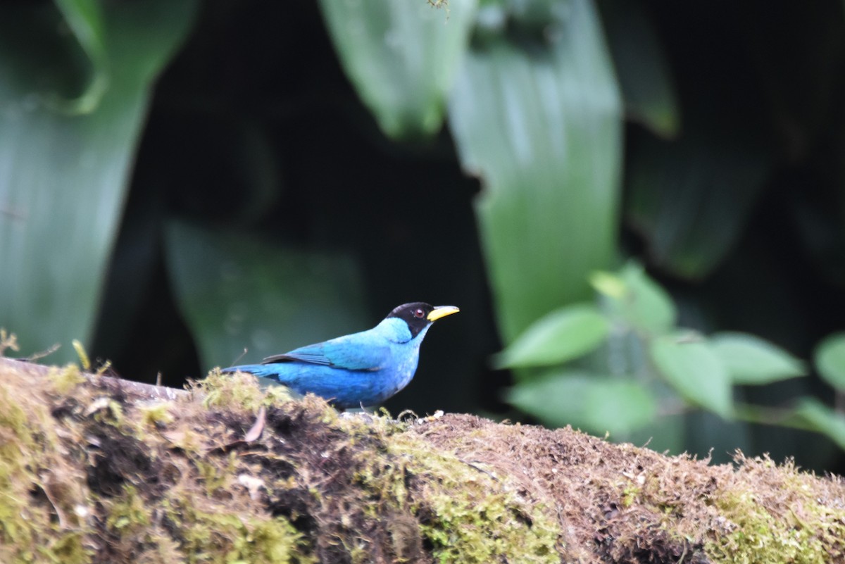 Green Honeycreeper - irina shulgina