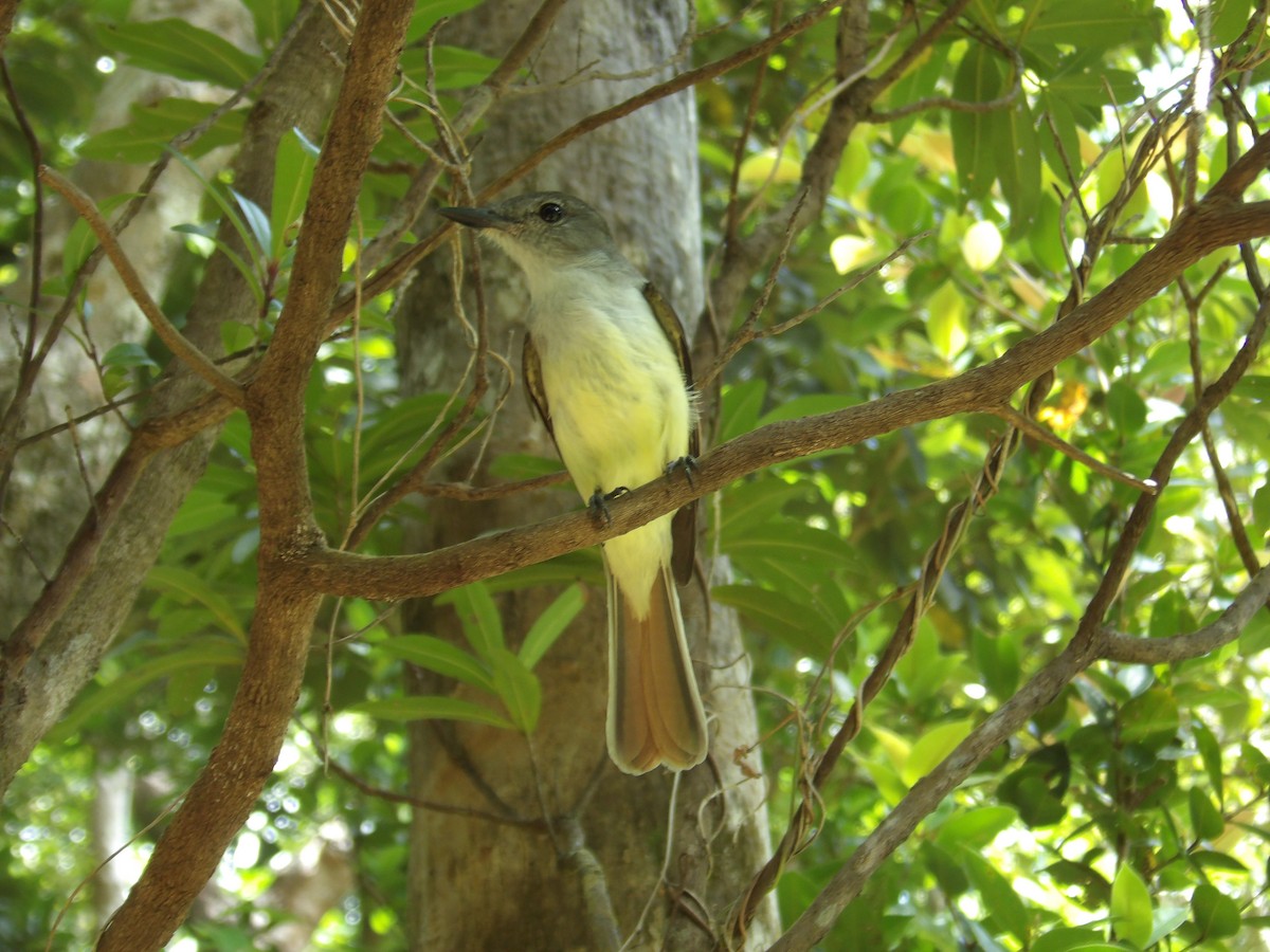 Lesser Antillean Flycatcher - ML619108279