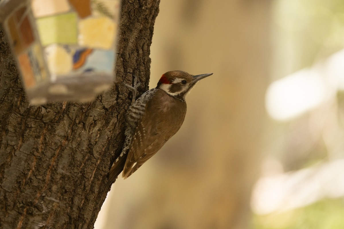 Arizona Woodpecker - Nancy Davis