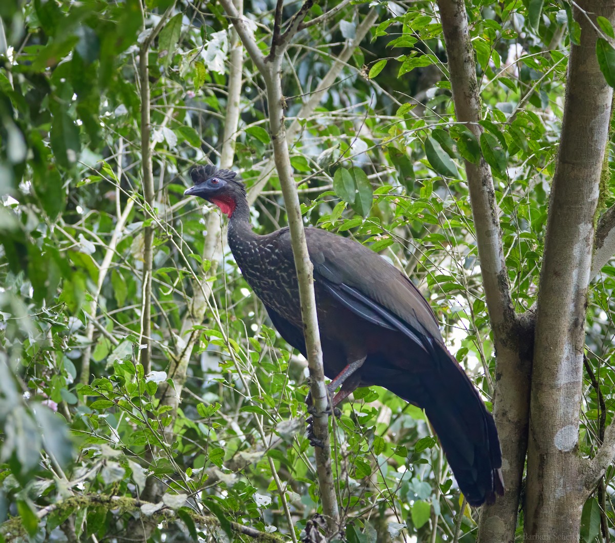 Crested Guan - Barbara S