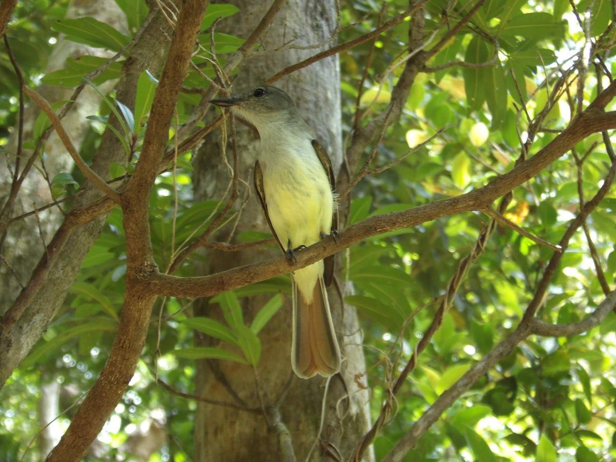 Lesser Antillean Flycatcher - garry auguiste