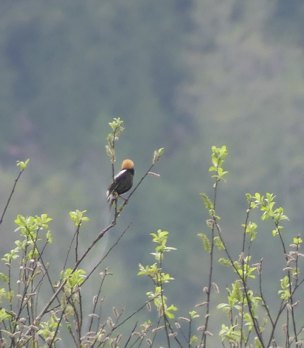 Bobolink - claudine lafrance cohl