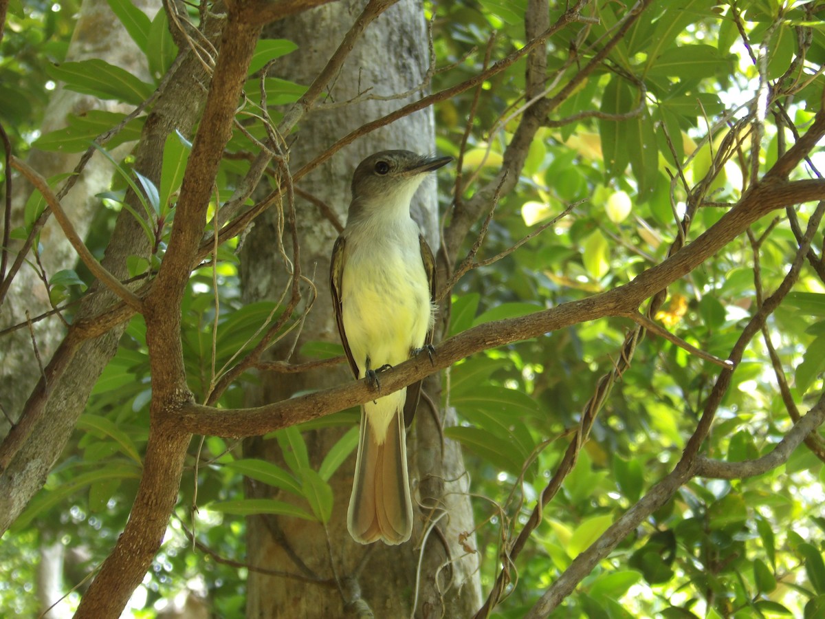 Lesser Antillean Flycatcher - garry auguiste