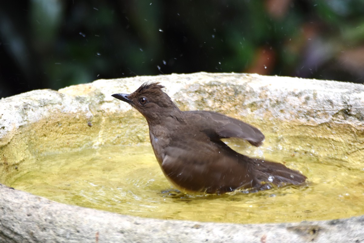 Black-billed Thrush - irina shulgina