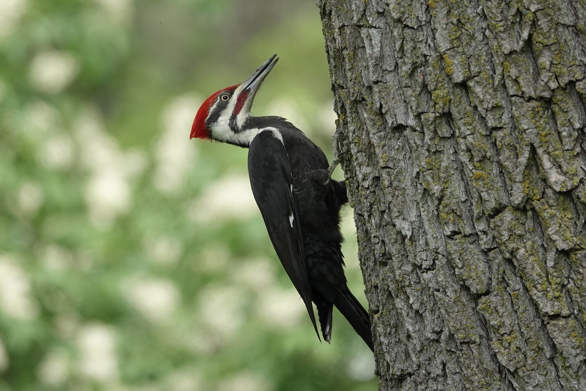 Pileated Woodpecker - Yvon Bigras